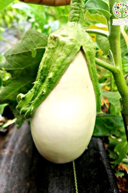 Berenjena Blanca ovalada