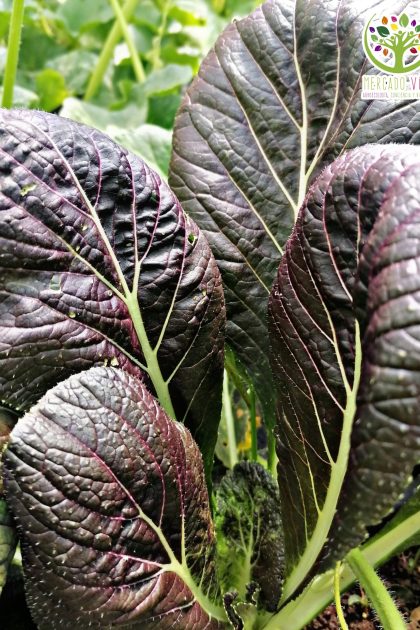 Espinaca Japonesa "Komatsuna roja"
