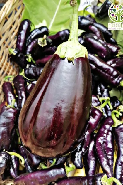 Berenjena Black Beauty