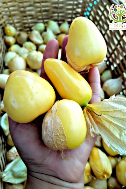 Tomatillo Queen of Malinalco