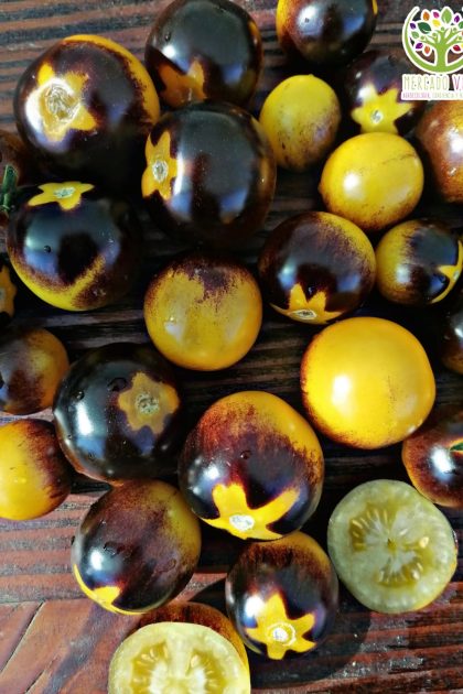 Tomate Bosque Blue Bumblebee