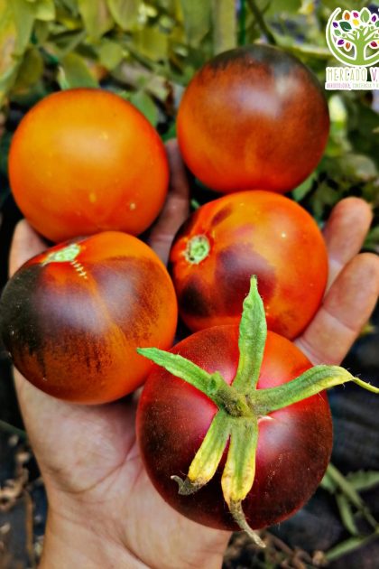 Tomate Orange Blue