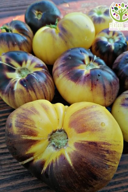 Tomate Sart Roloise