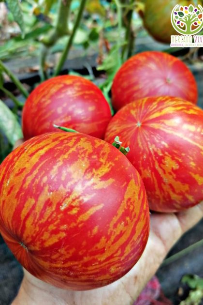 Tomate Solar Flare