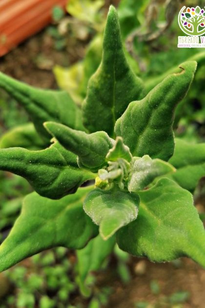 Espinaca de Nueva Zelanda o Tetragonia (rastrera)