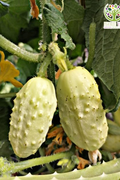 Pepino Mini White