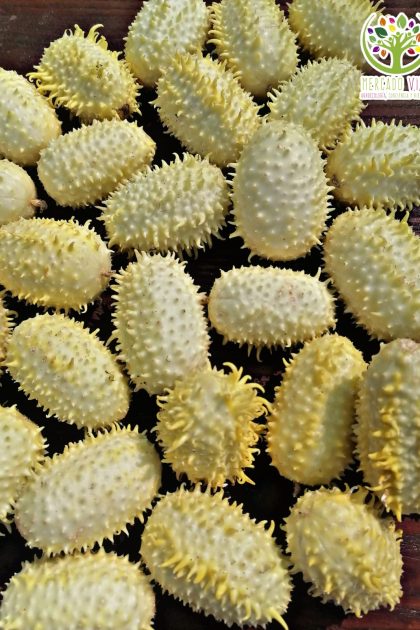 Pepinillo de las Indias Occidentales / Pepino Maxixe
