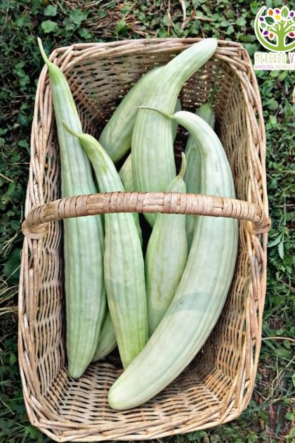 Pepino Armenian White o Melón de Pepino