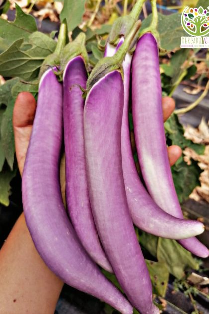 Berenjena Long Purple