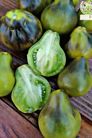 Tomate Flanders Contrast