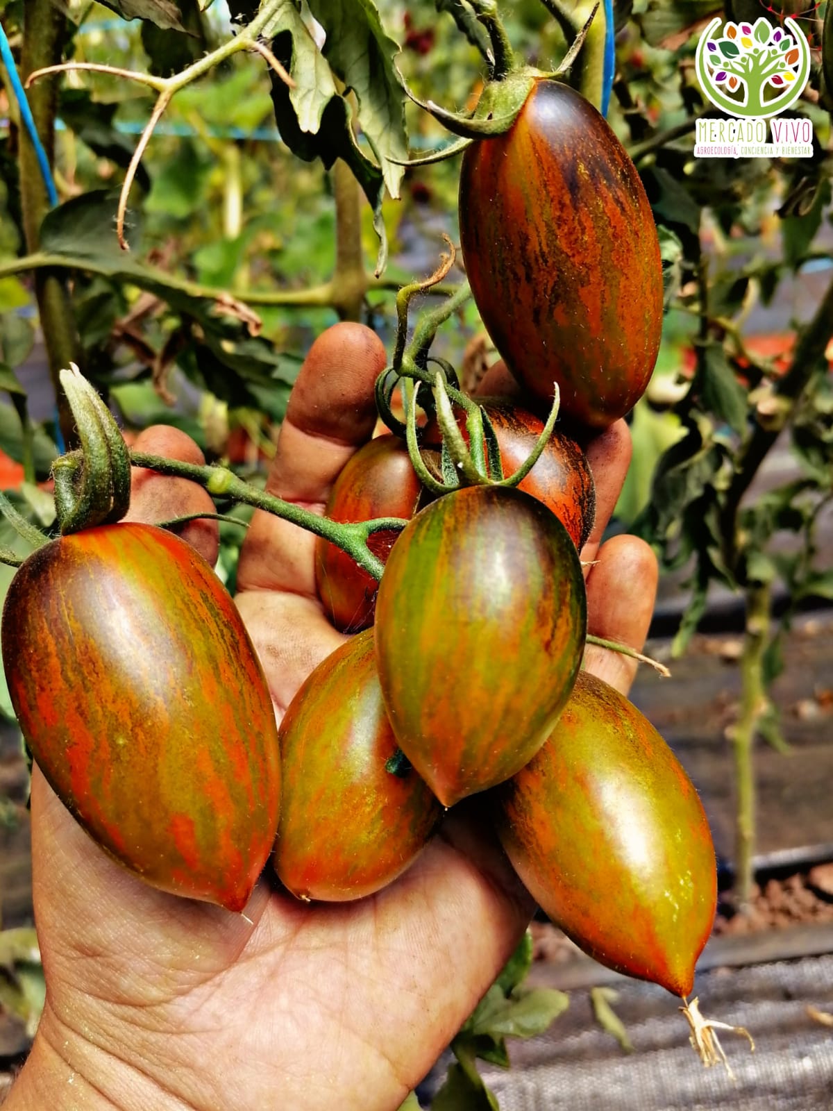 Tomate Brad´s Atomic Grapes Mercado Vivo