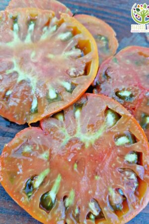 Tomate Thorburn´s Terra-Cotta