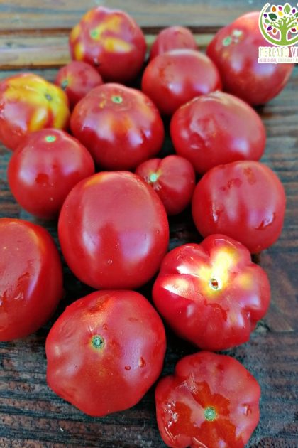 Tomates cherry rojo mix