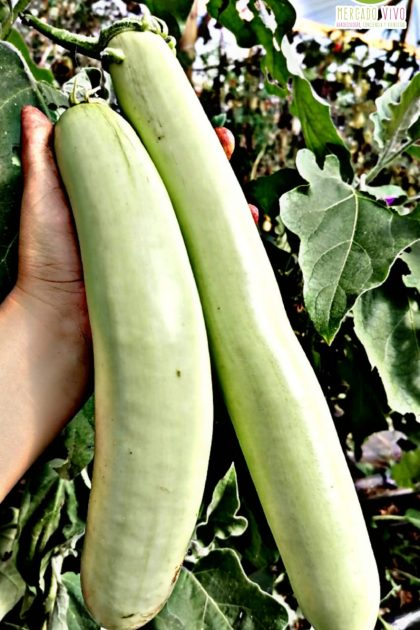 Berenjena larga verde de Louisiana