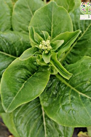 Lechuga Milanesa de verano