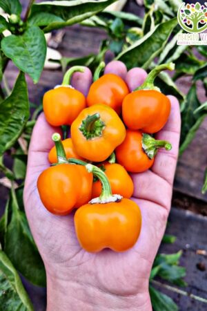Pimiento Mini Bell Orange