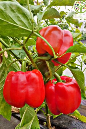 Pimiento Rojo