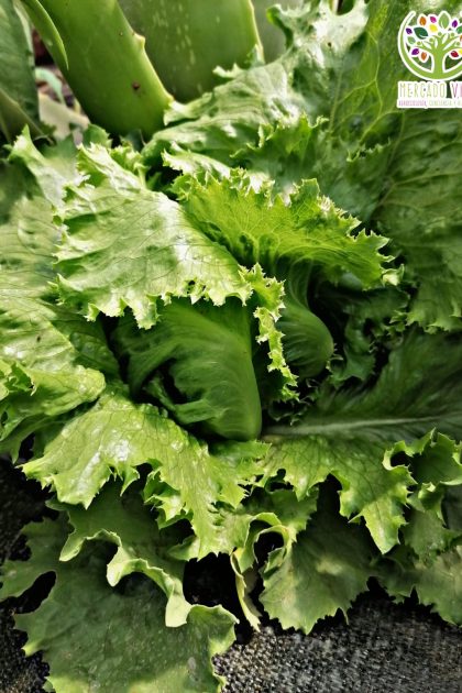 Lechuga Escarola