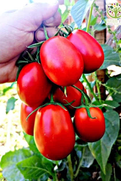 Tomate Rio Grande