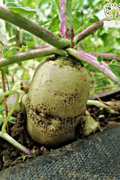 Rábano verde Luobo