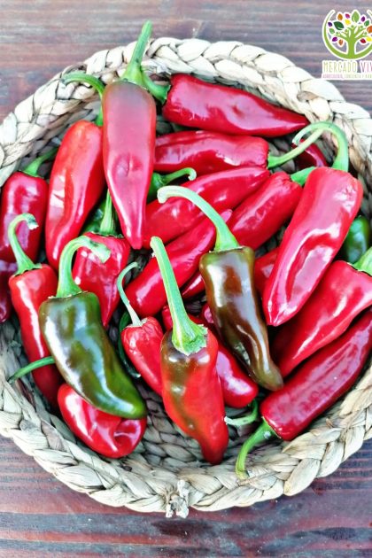 Pimiento de Espelette o Ezpeleta