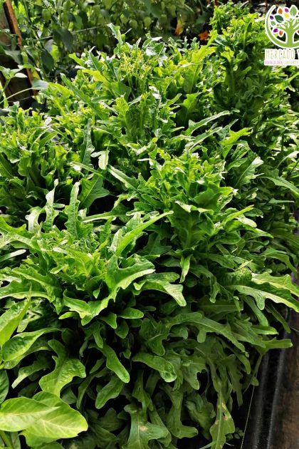 Lechuga Pata de Rana verde
