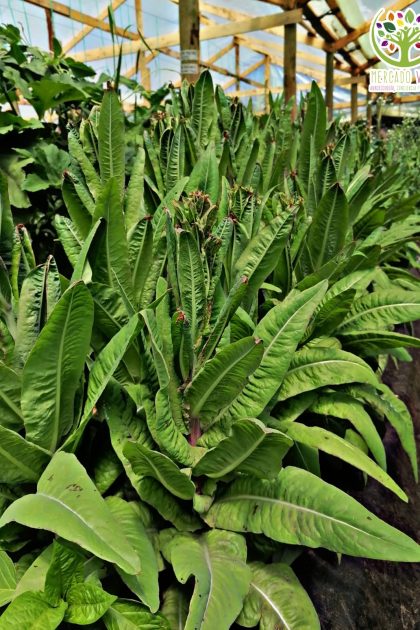 Lechuga Karola