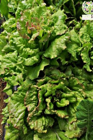 Lechuga Rossa de Trento