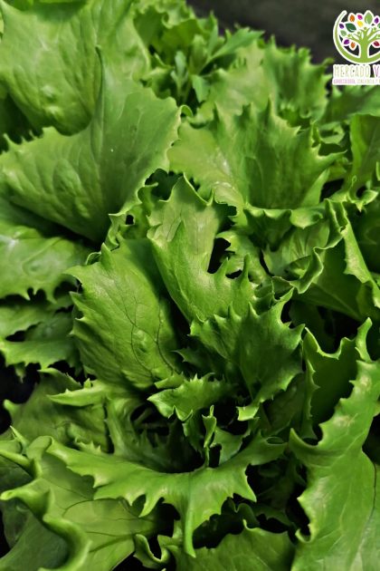 Lechuga Reina del Hielo