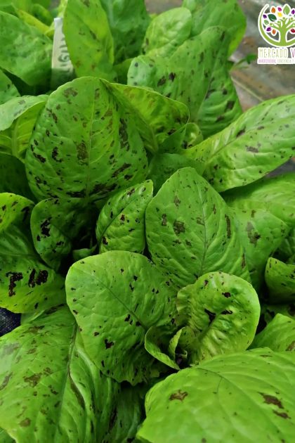 Lechuga Sangrienta