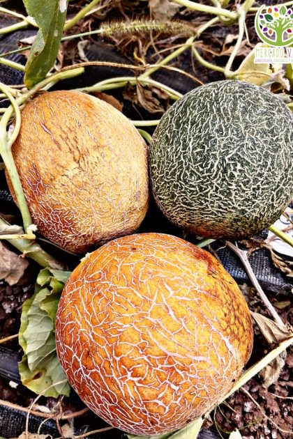 Melón Calameño