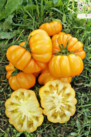 Tomate Ismael Acanalado