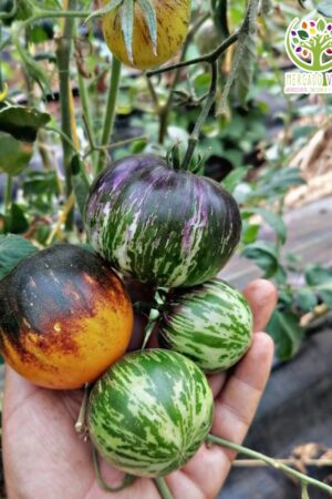 Tomate Cherry Stripes old days