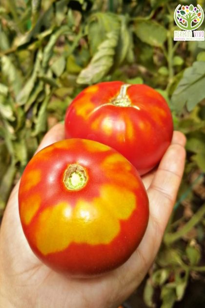 Tomate Rojo peñasco