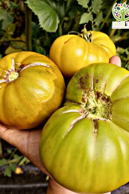 Tomate del Nerpio verde