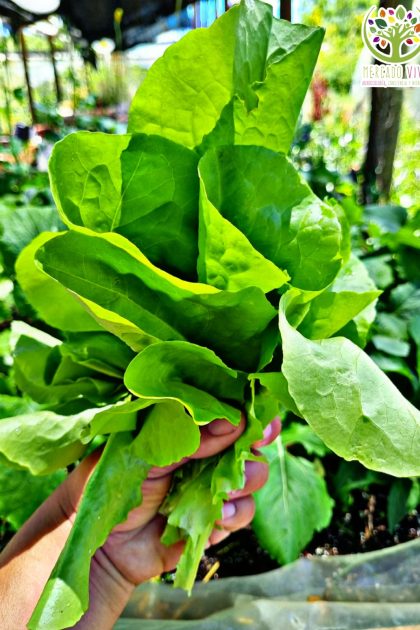 Lechuga Reina de Mayo