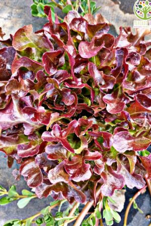 Lechuga Red Salad Bowl