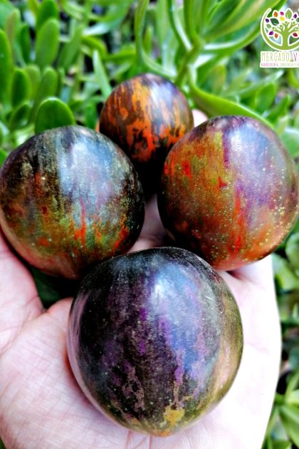 Tomate Cosmic Eclipse