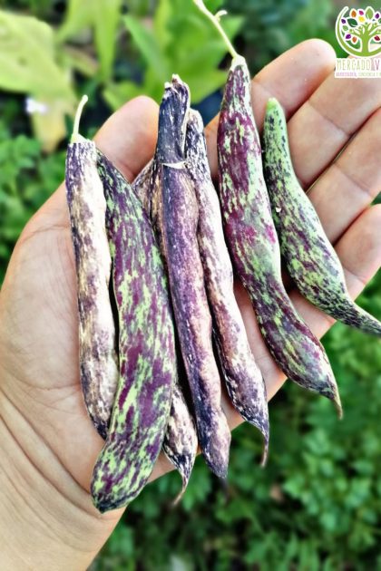 Poroto Dragon Tongue