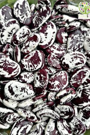 Poroto Paspasa, Calico o Navidad