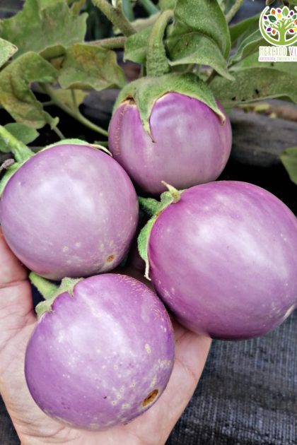 Berenjena Lao Lavander