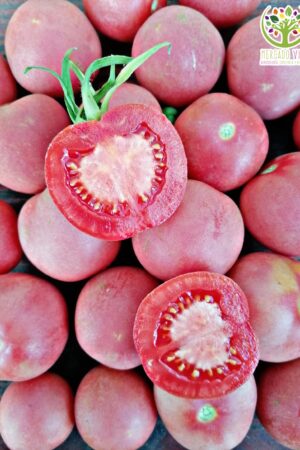 Tomate de colgar Mala Cara