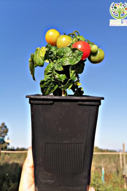 Tomate Enano Tom