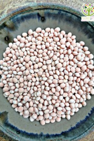 Lenteja Rosada "Pitihua"