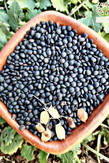 Lenteja Negra FP