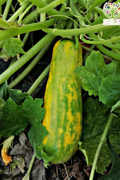 Zephyr Squash