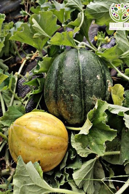 Melón Ginger´s Pride