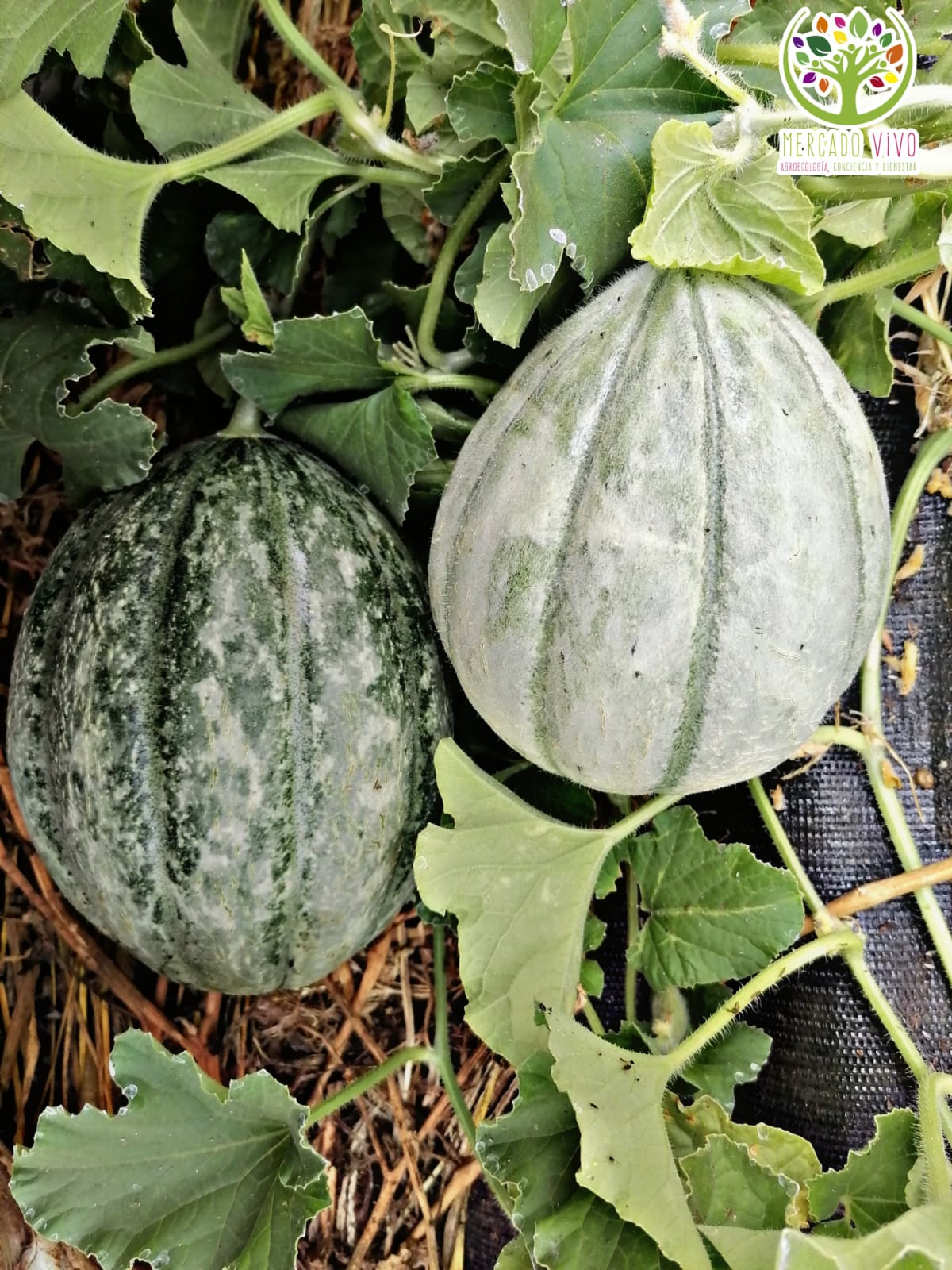 Melón Ginger´s Pride Mercado Vivo