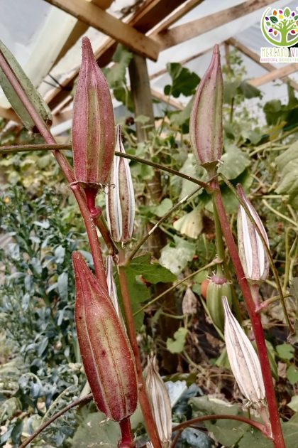 Okra Hill Country Red