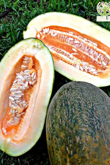 Melón Bateekh Samara